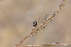 Bagrada hilaris