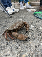 Romaleon antennarium