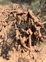Gnathamitermes