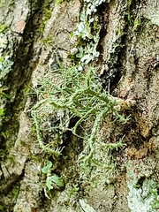 Evernia mesomorpha