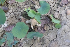 Nelumbo nucifera
