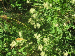 Brickellia eupatorioides
