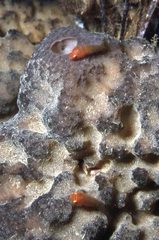 Cochleoceps bicolor