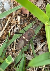 Leptoglossus clypealis