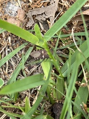 Leptoglossus clypealis