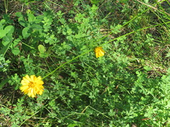 Coreopsis lanceolata
