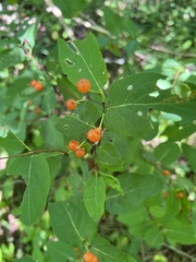 Lonicera tatarica