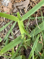 Leptoglossus clypealis