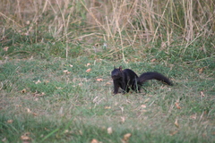 Sciurus carolinensis