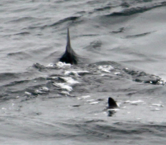 Carcharodon carcharias