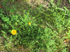 Coreopsis lanceolata