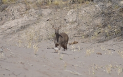 Mazama gouazoubira