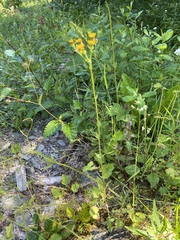 Packera pauciflora