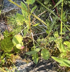 Packera pauciflora