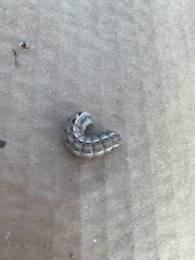 Spodoptera frugiperda