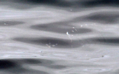 Carcharodon carcharias