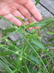 Symphyotrichum firmum