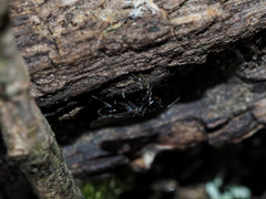 Technomyrmex albipes