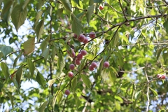 Prunus mexicana