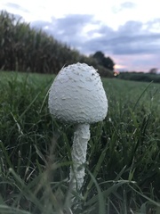 Saproamanita thiersii
