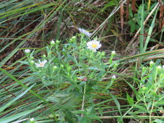 Symphyotrichum firmum
