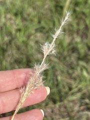 Bothriochloa laguroides