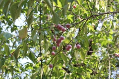 Prunus mexicana