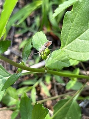 Chariesterus antennator