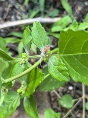 Chariesterus antennator