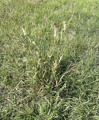 Bothriochloa laguroides