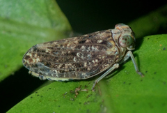 Issidae