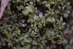Mniaceae