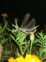 Stagmomantis carolina