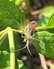 Chariesterus antennator