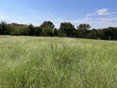 Bothriochloa laguroides