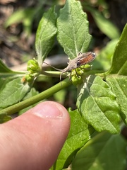 Chariesterus antennator