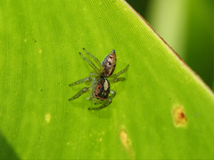 Cytaea