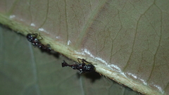 Fulgoridae