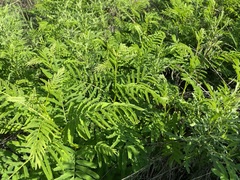 Desmanthus illinoensis