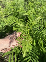 Desmanthus illinoensis