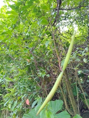 Urceola rosea