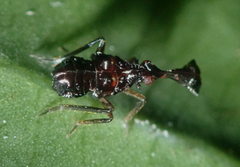 Fulgoridae
