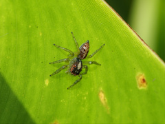 Cytaea