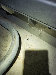 Latrodectus geometricus