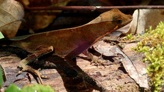 Anolis chrysolepis