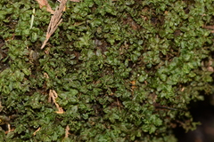 Mniaceae
