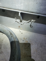 Latrodectus geometricus