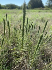 Liatris aestivalis