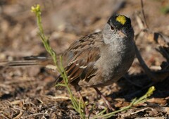 Zonotrichia atricapilla