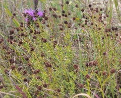 Dalea multiflora